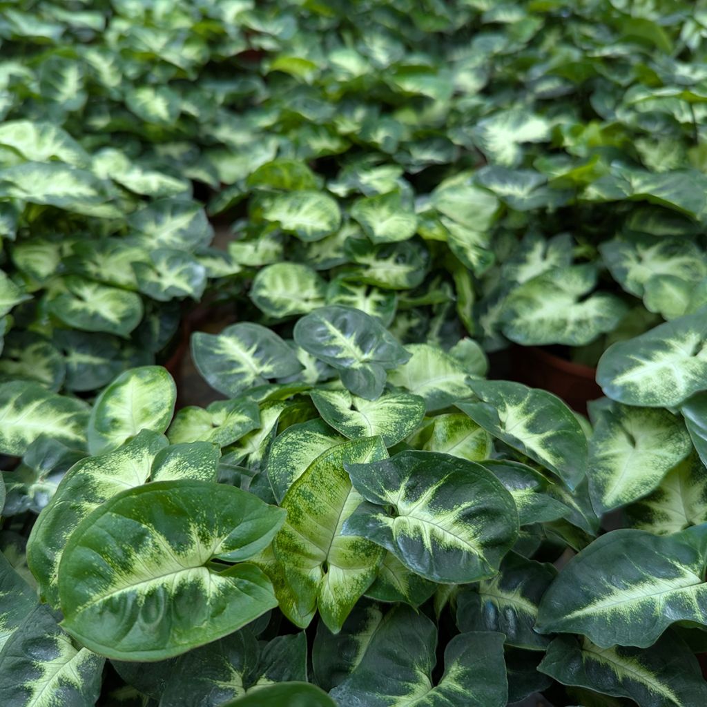 Syngonium Pixie - Pijlplant