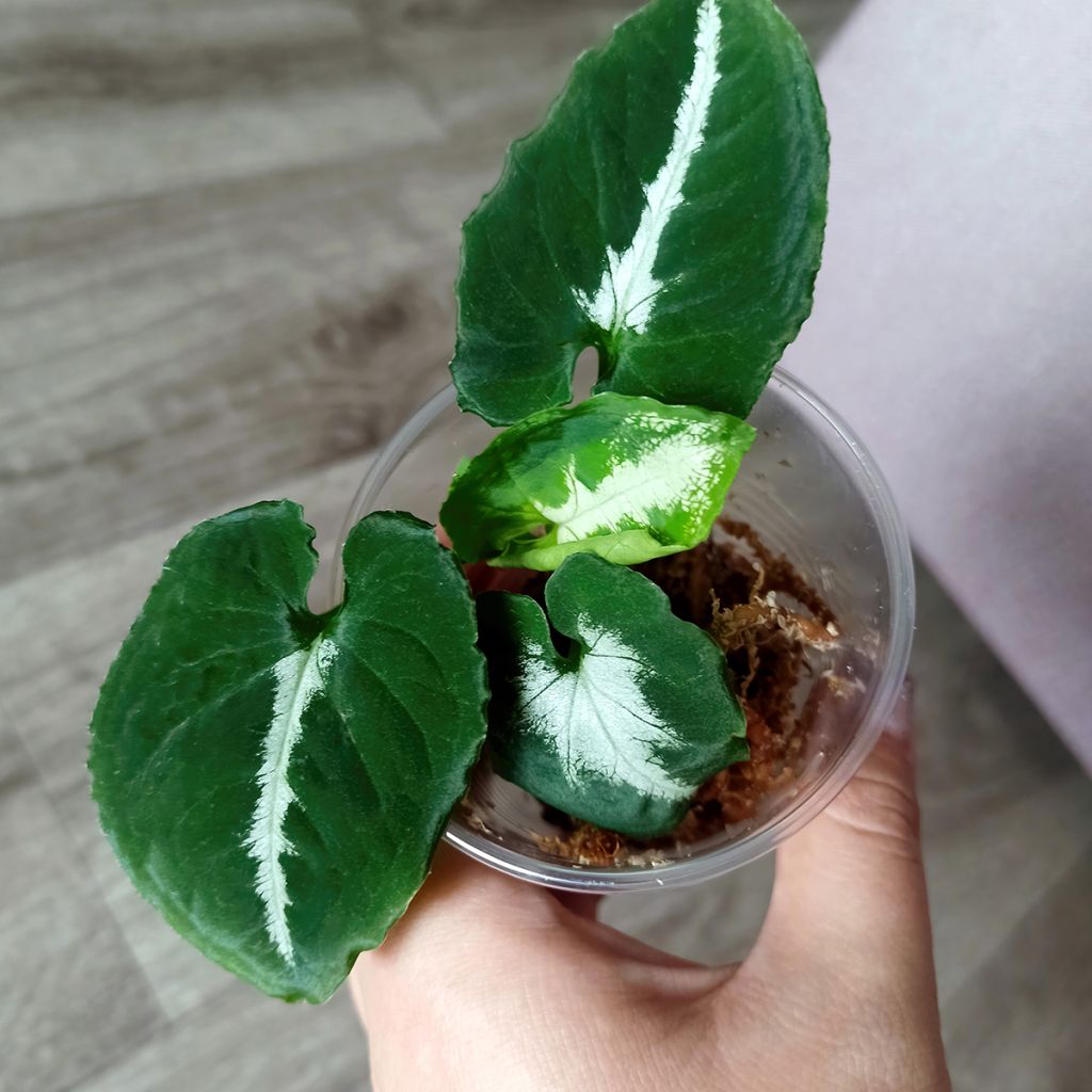 Syngonium wendlandii - Pijlplant