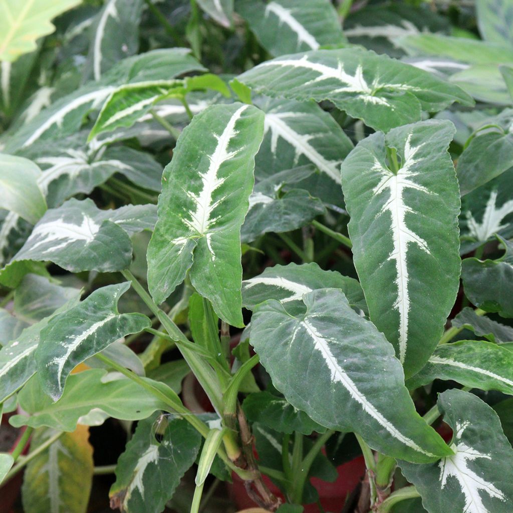 Syngonium wendlandii - Pijlplant