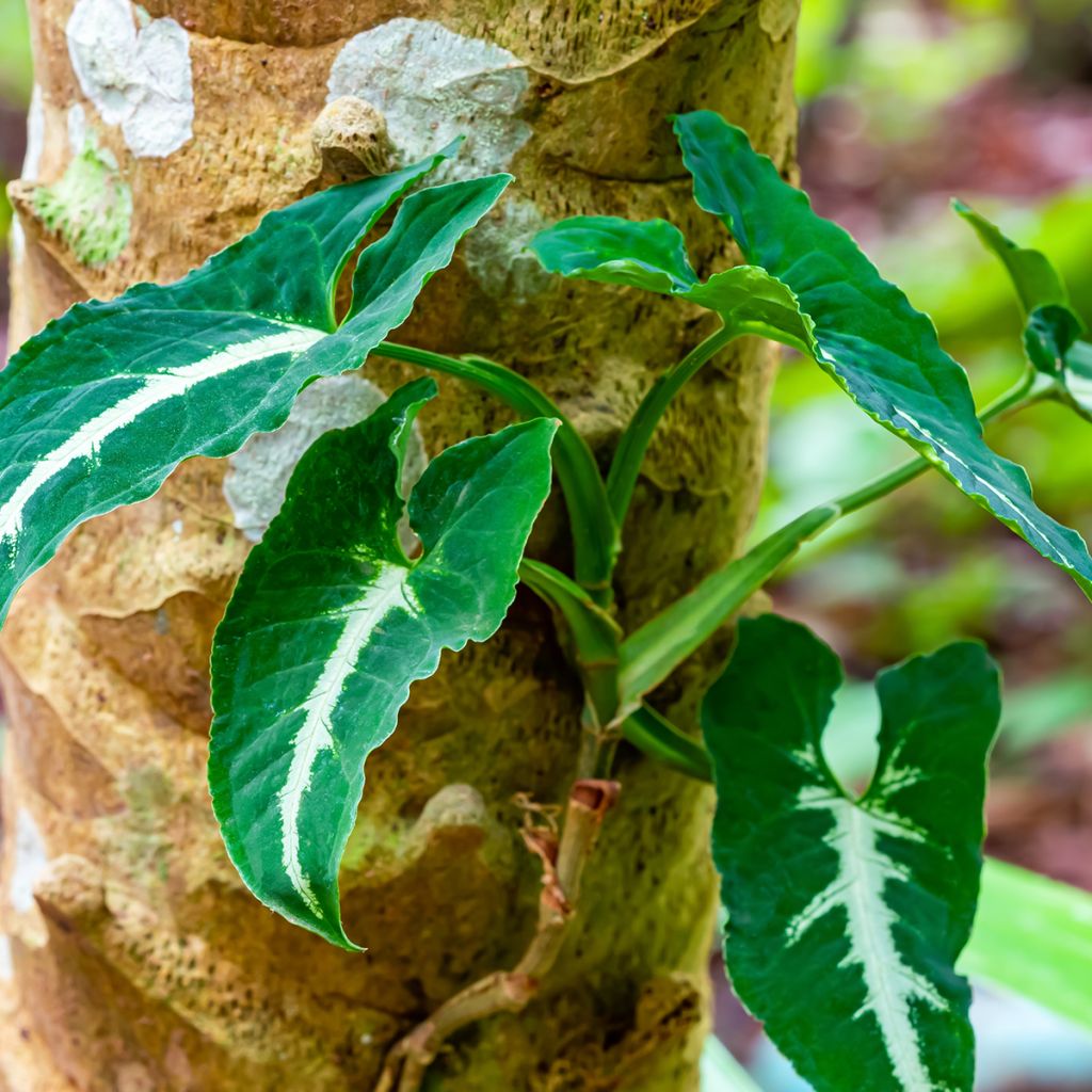 Syngonium wendlandii - Pijlplant