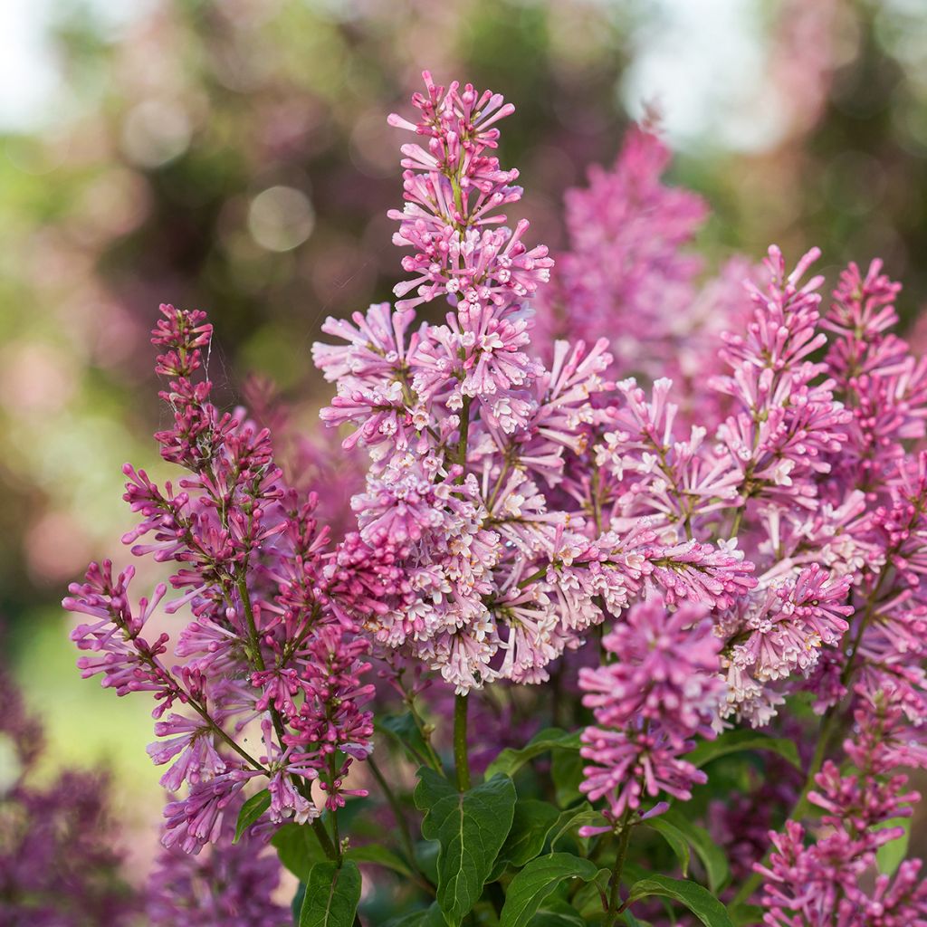Syringa prestoniae Pinktini - Sering