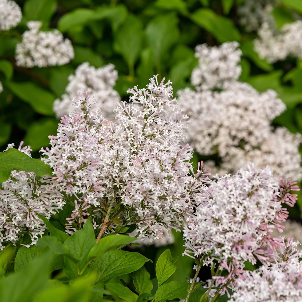 Syringa Little Lady - Sering