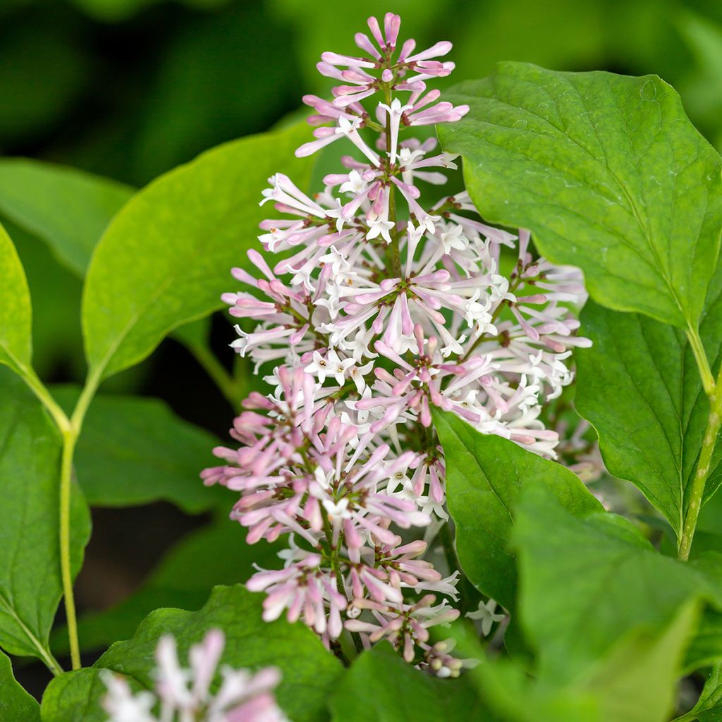 Syringa Little Lady - Sering