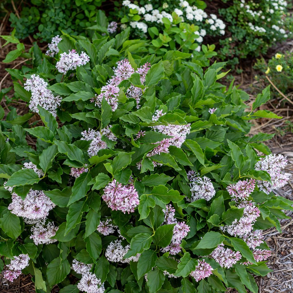 Syringa Little Lady - Sering