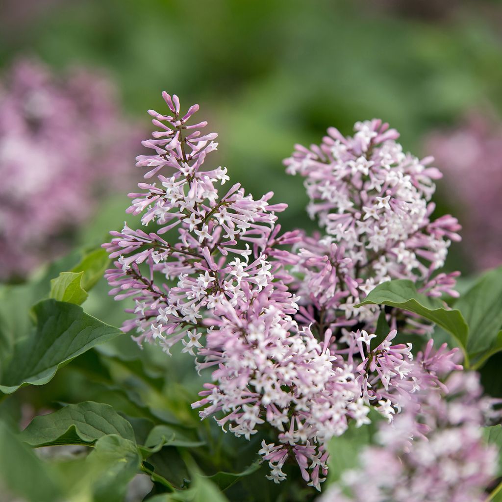 Syringa Little Lady - Sering
