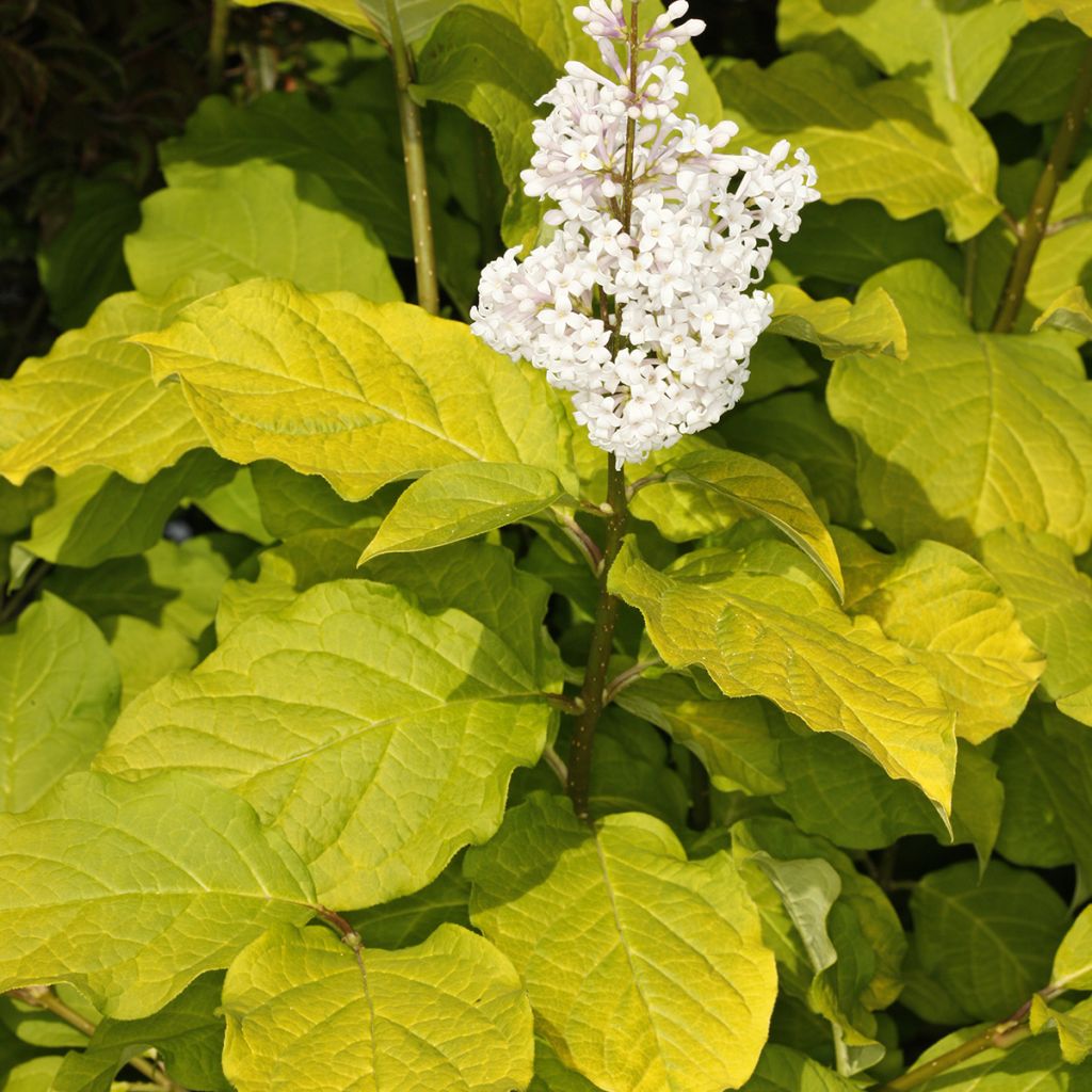 Syringa villosa Aurea - Sering