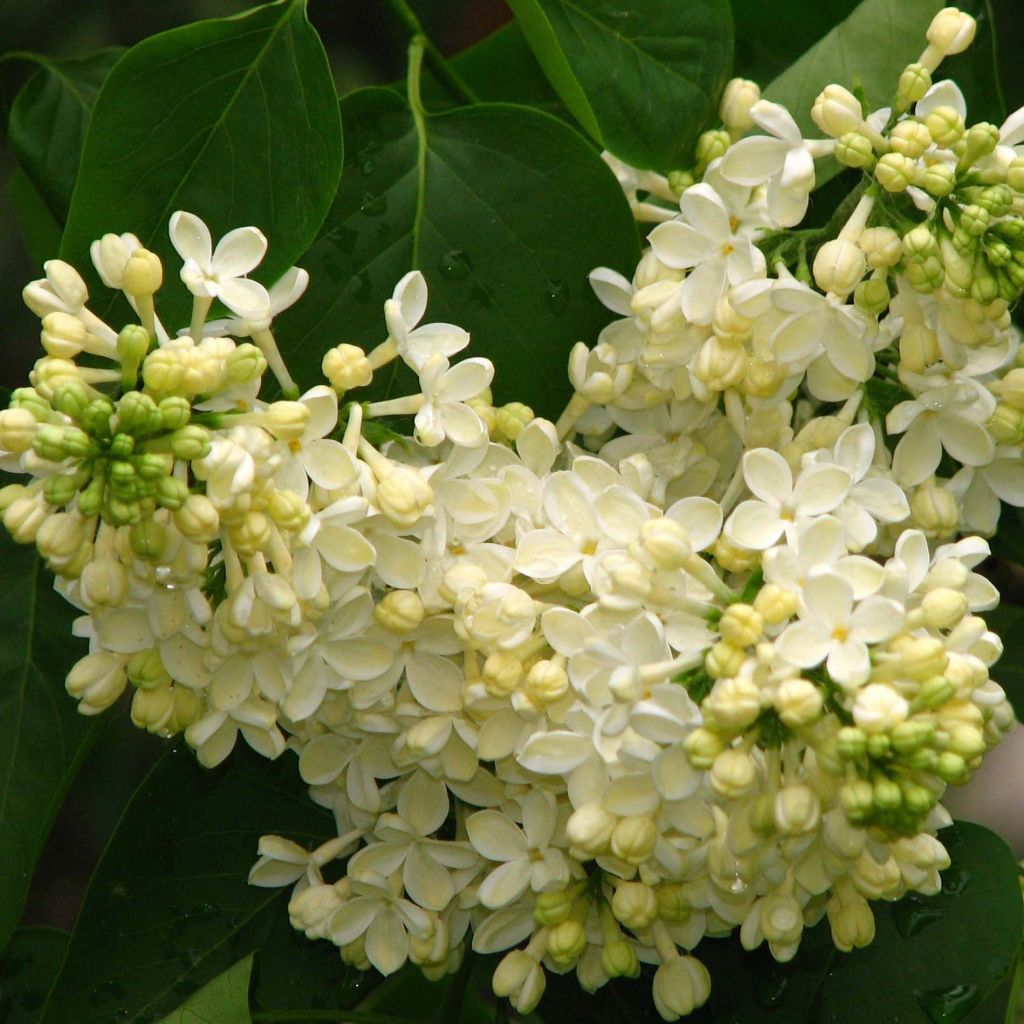 Syringa vulgaris Dentelle d'Anjou - Gewone sering