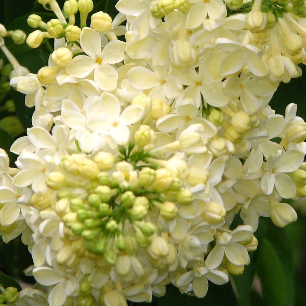 Syringa vulgaris Dentelle d'Anjou - Gewone sering