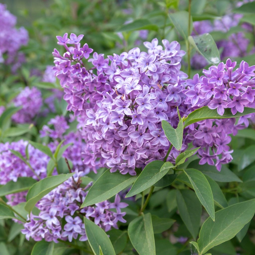 Syringa chinensis Saugeana - Gewone sering