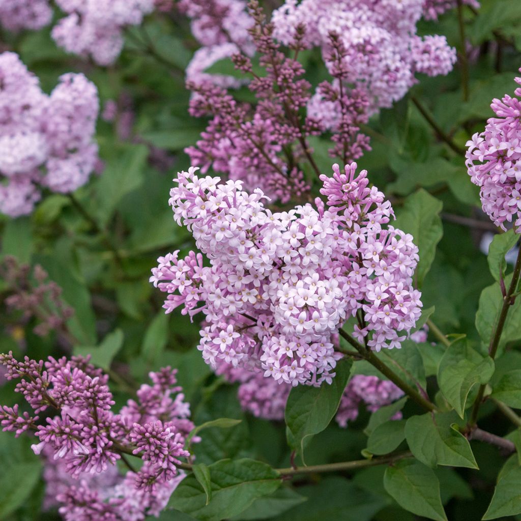 Syringa chinensis Saugeana - Gewone sering