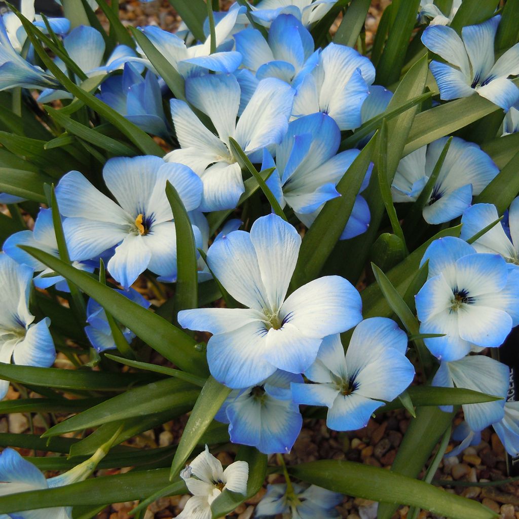 Tecophilaea cyanocrocus var. leichtlinii - Chileense krokus