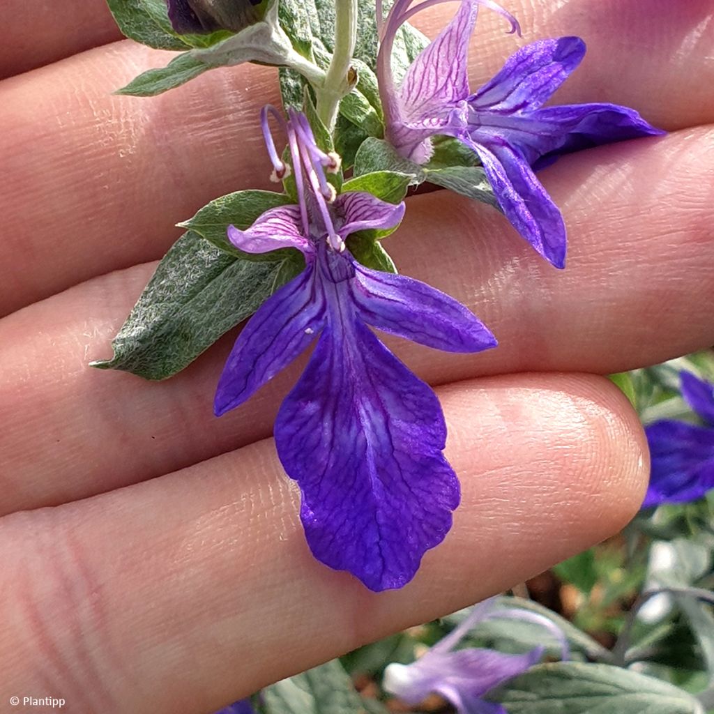 Teucrium fruticans Indyho - Gamander