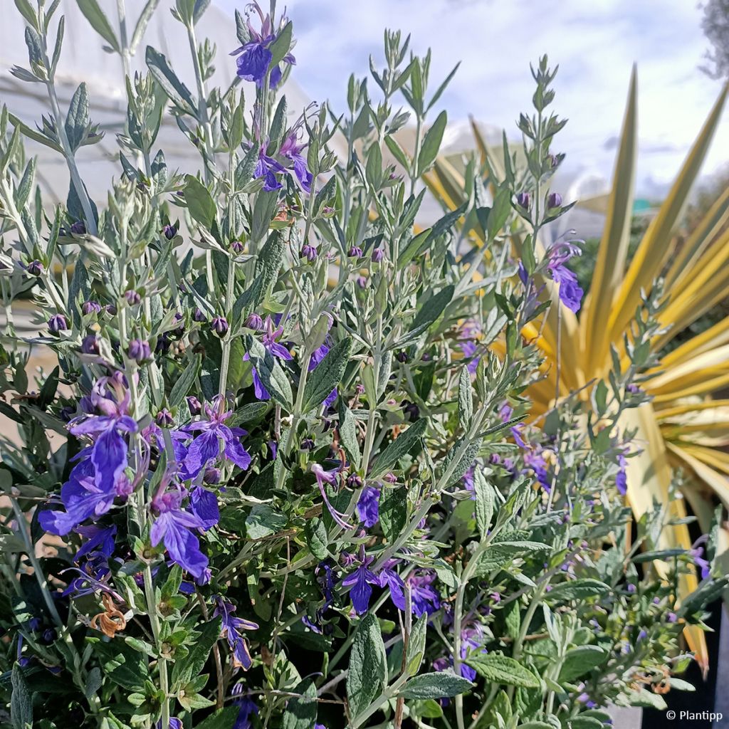 Teucrium fruticans Indyho - Gamander