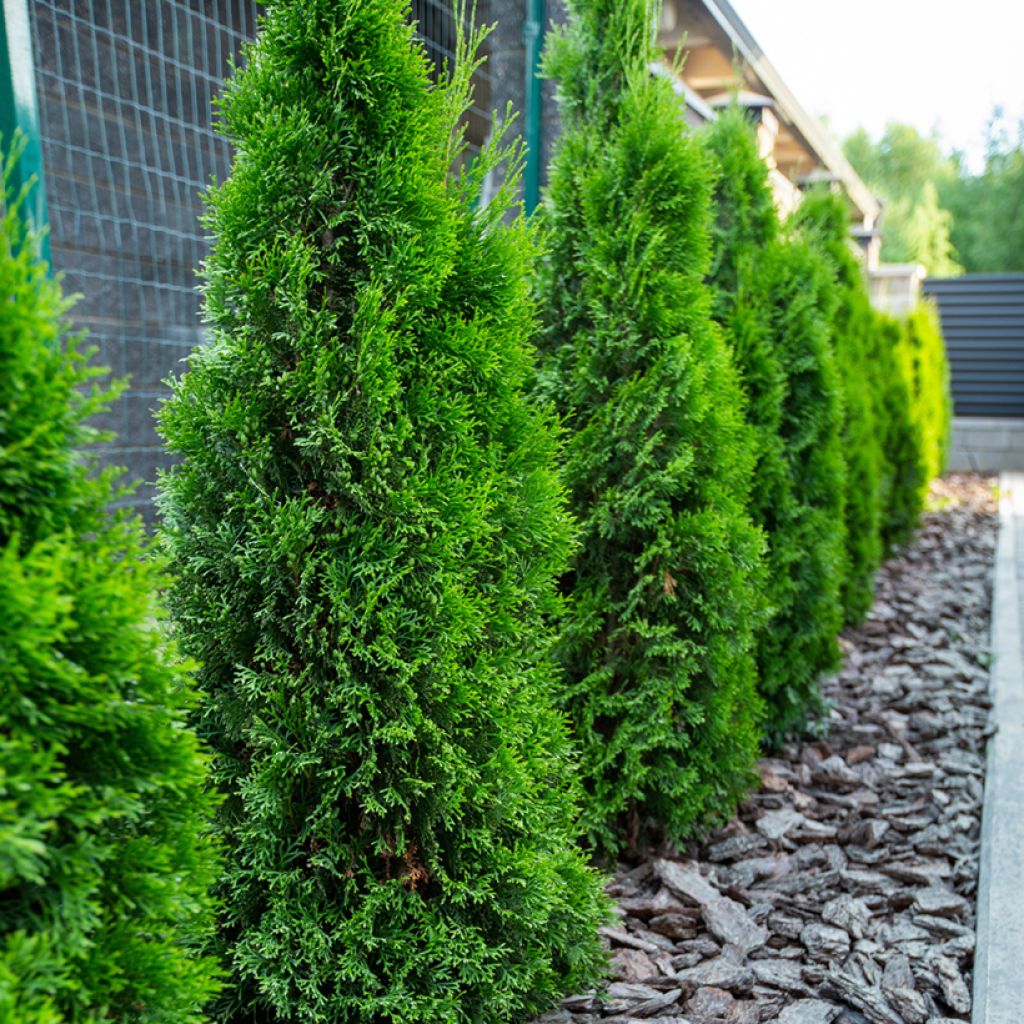 Thuja occidentalis Smaragd - Westerse levensboom
