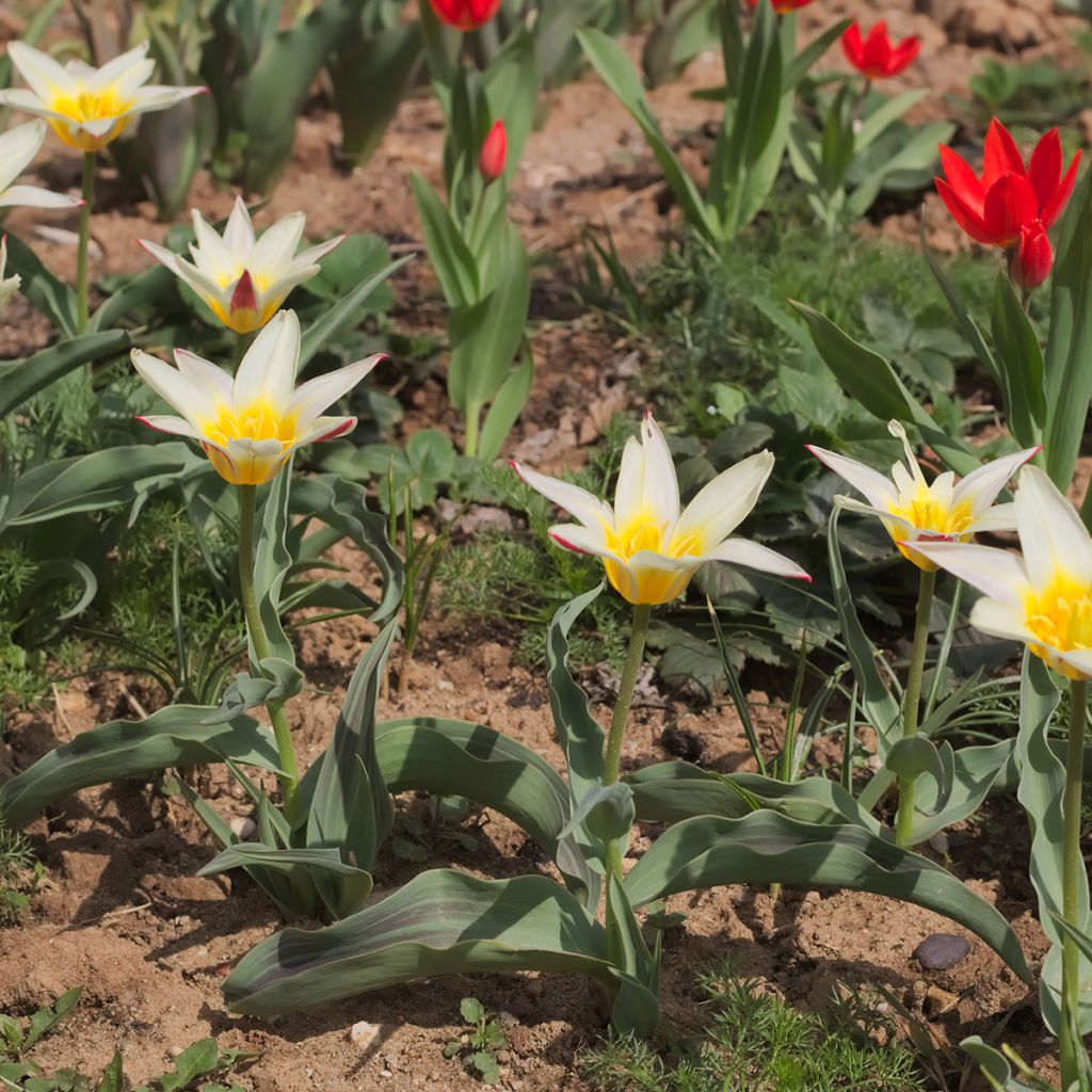 Tulipa greigii White Fire - Greigii‑tulp