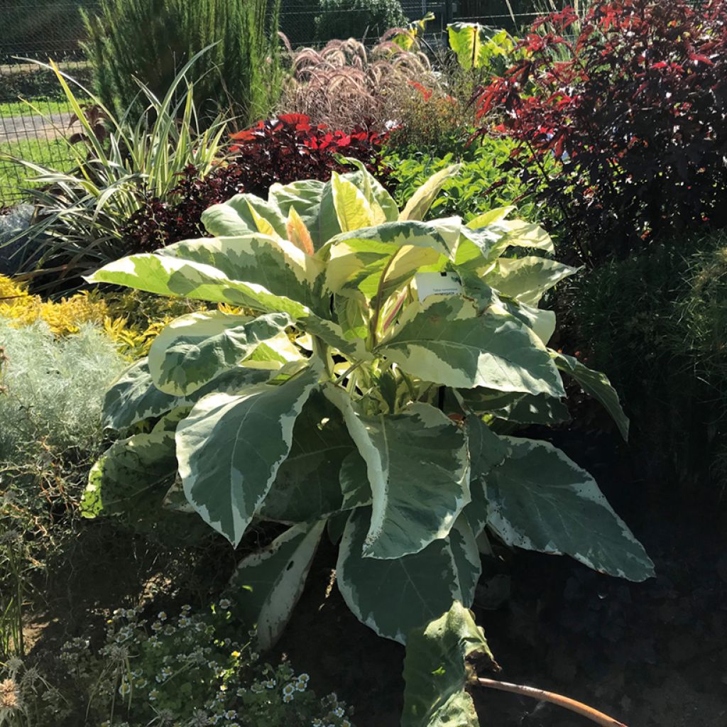 Nicotiana tabacum Variegata - Tabaksplant