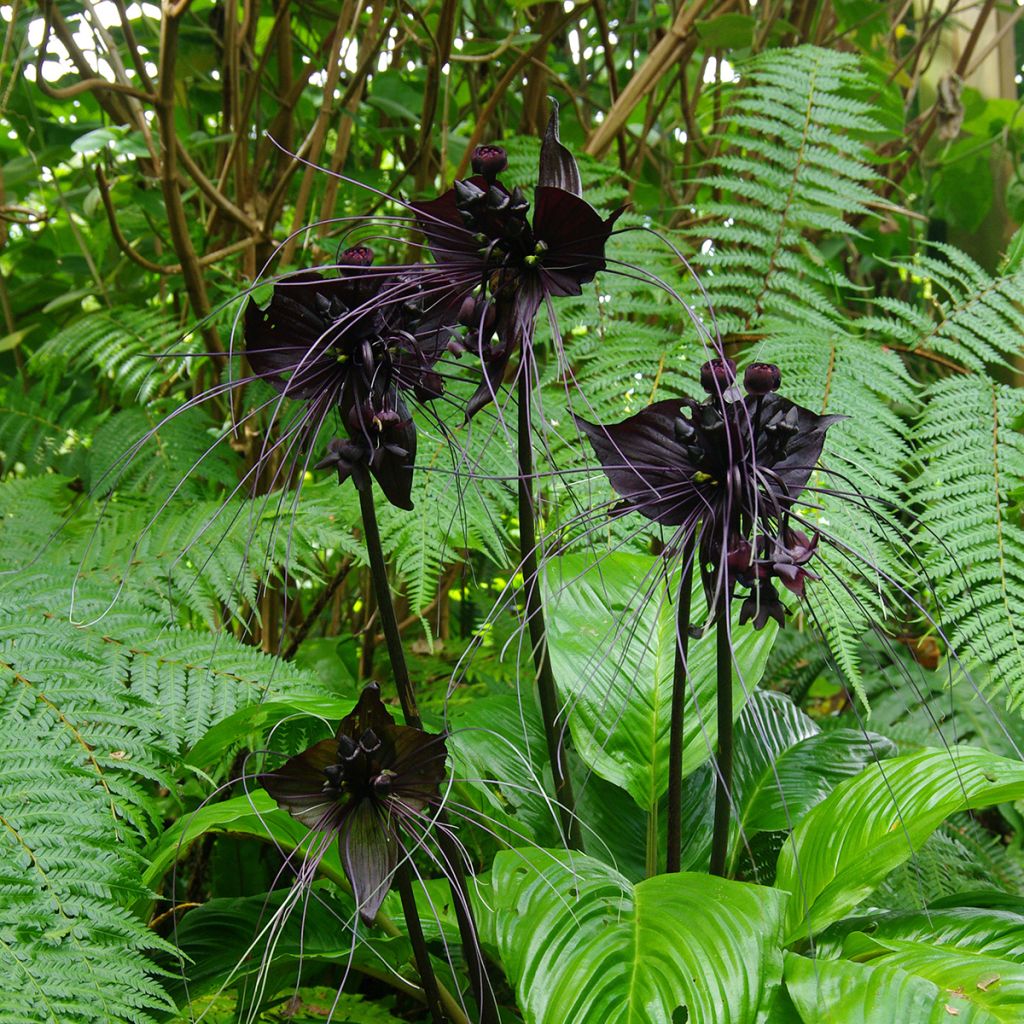 Tacca chantrieri - Vleermuisbloem