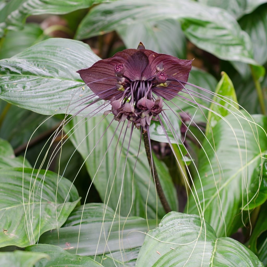 Tacca chantrieri - Vleermuisbloem