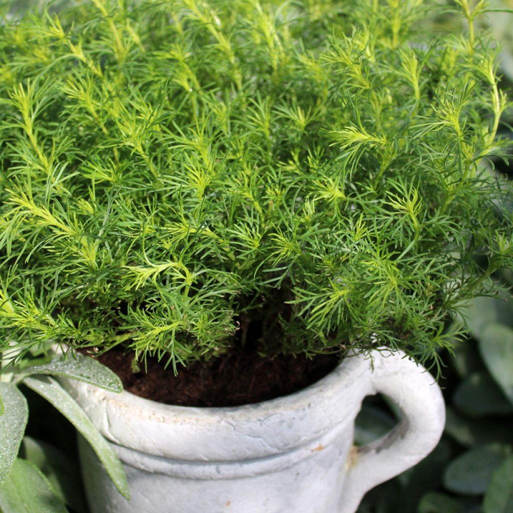 Snoepblad (jonge planten) - Tagetes filifolia