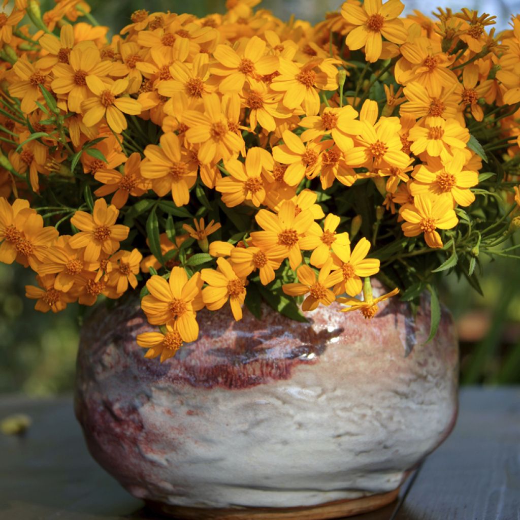 Tagetes lemmonii - Afrikaantje