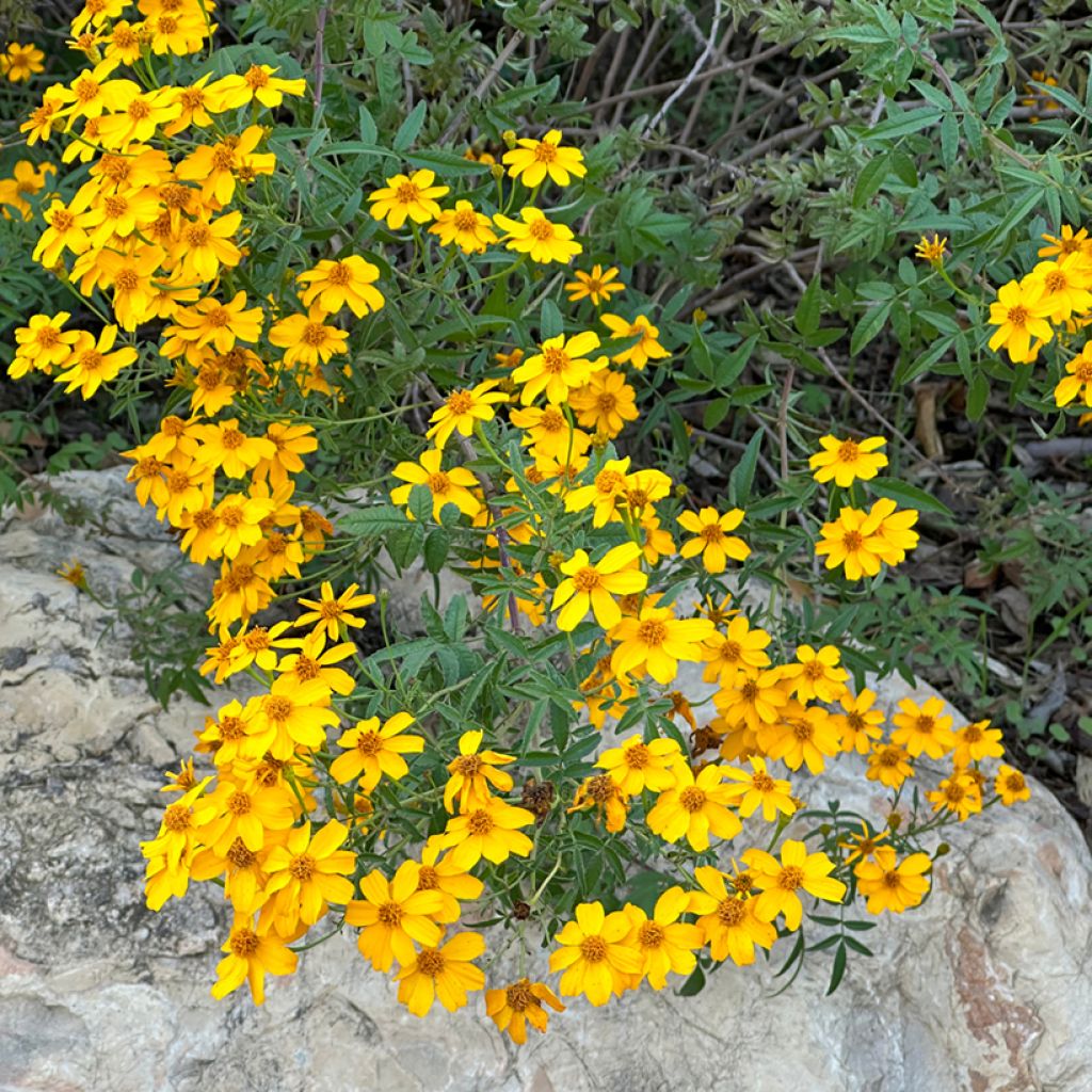 Tagetes lemmonii - Afrikaantje