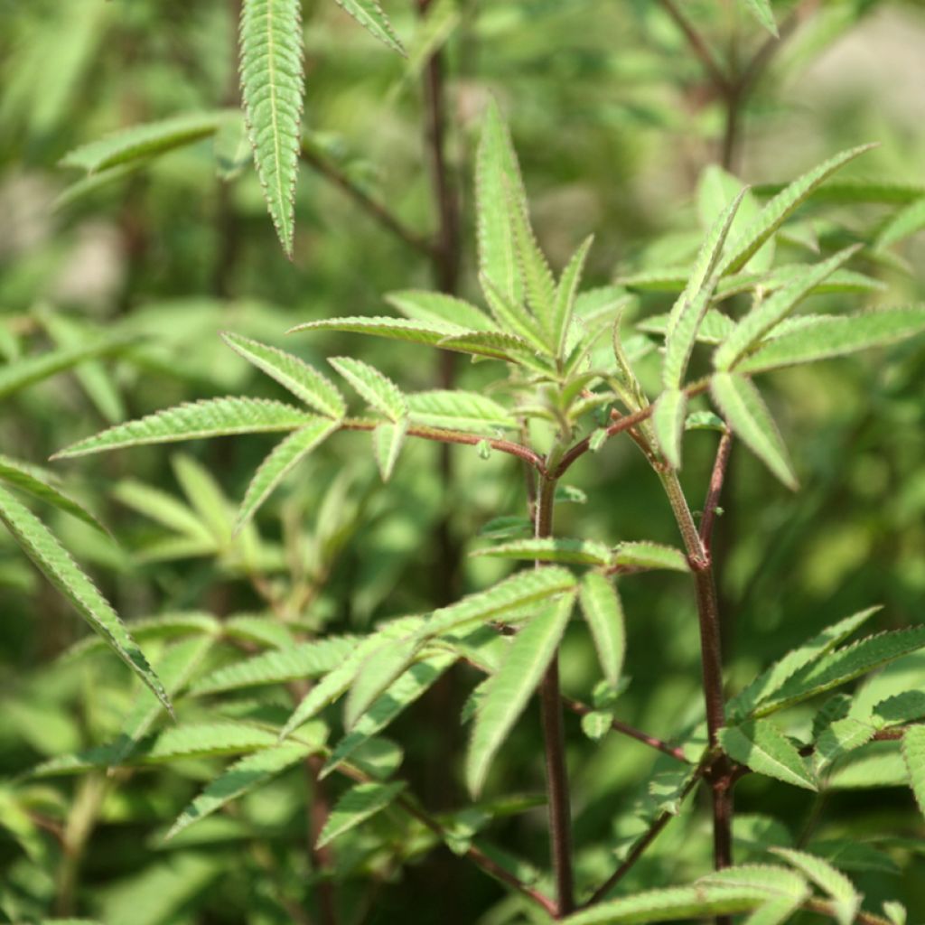 Tagetes lemmonii - Afrikaantje