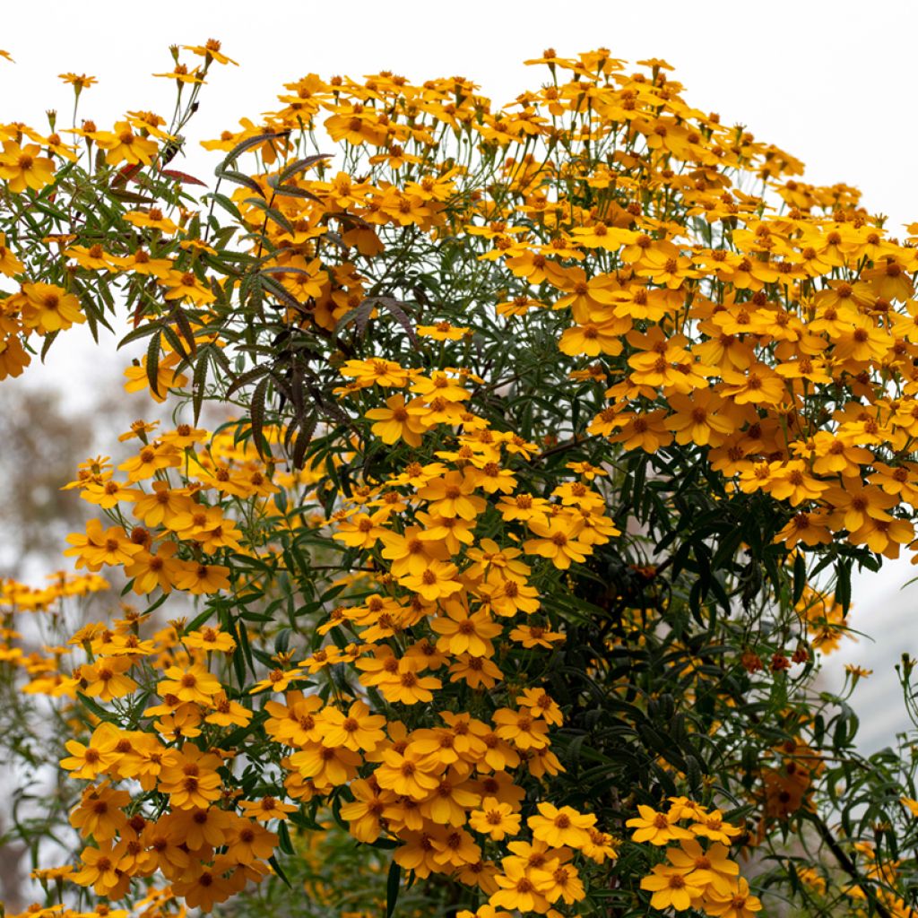 Tagetes lemmonii - Afrikaantje