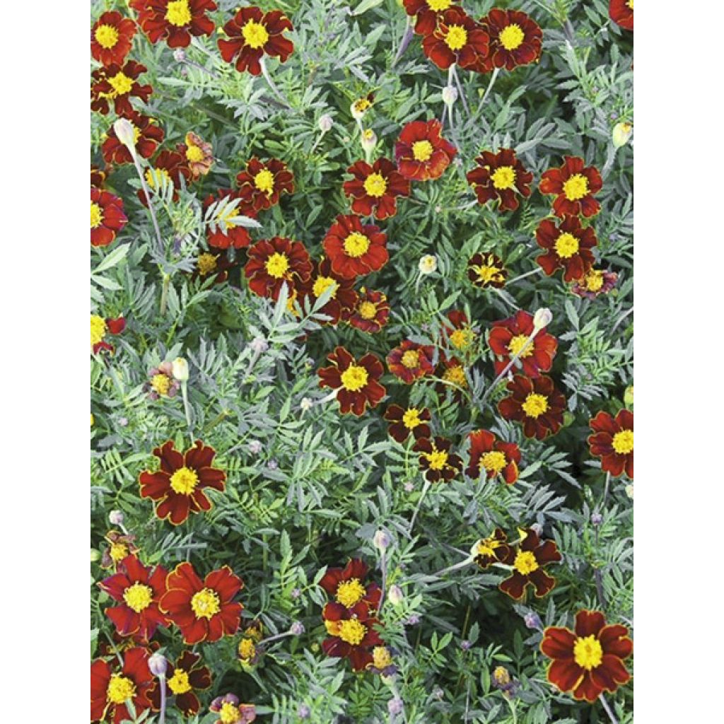 Afrikaantje - Tagetes patula Red Knight (zaad)