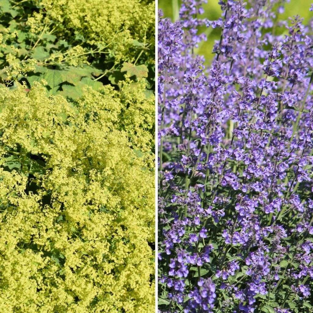 Geel en blauw tapijt van vrouwenmantel en kattenkruid