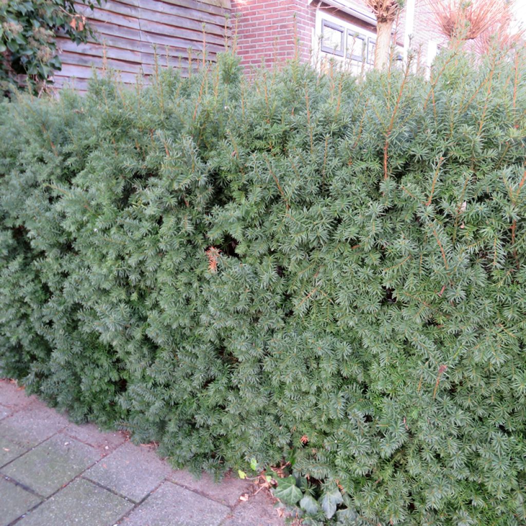 Taxus media Groenland - Venijnboom