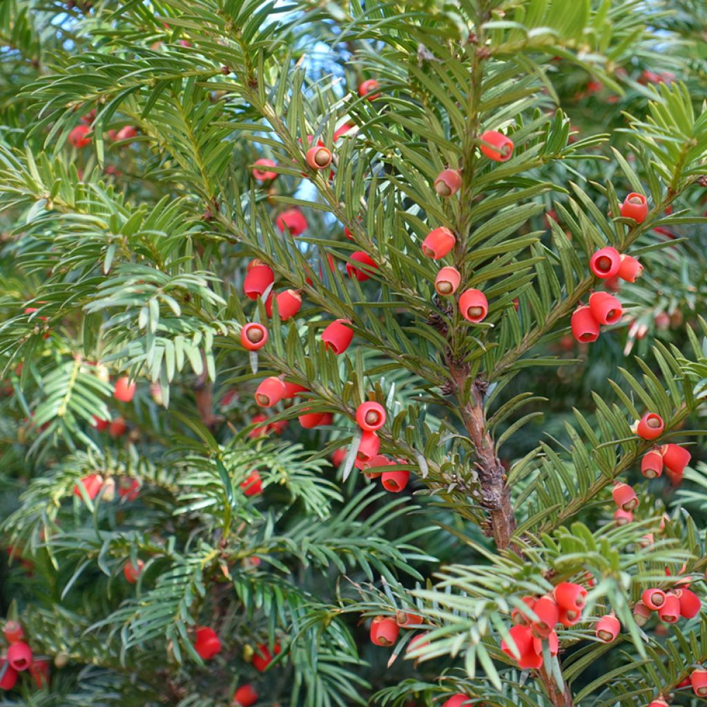 Taxus baccata - Venijnboom