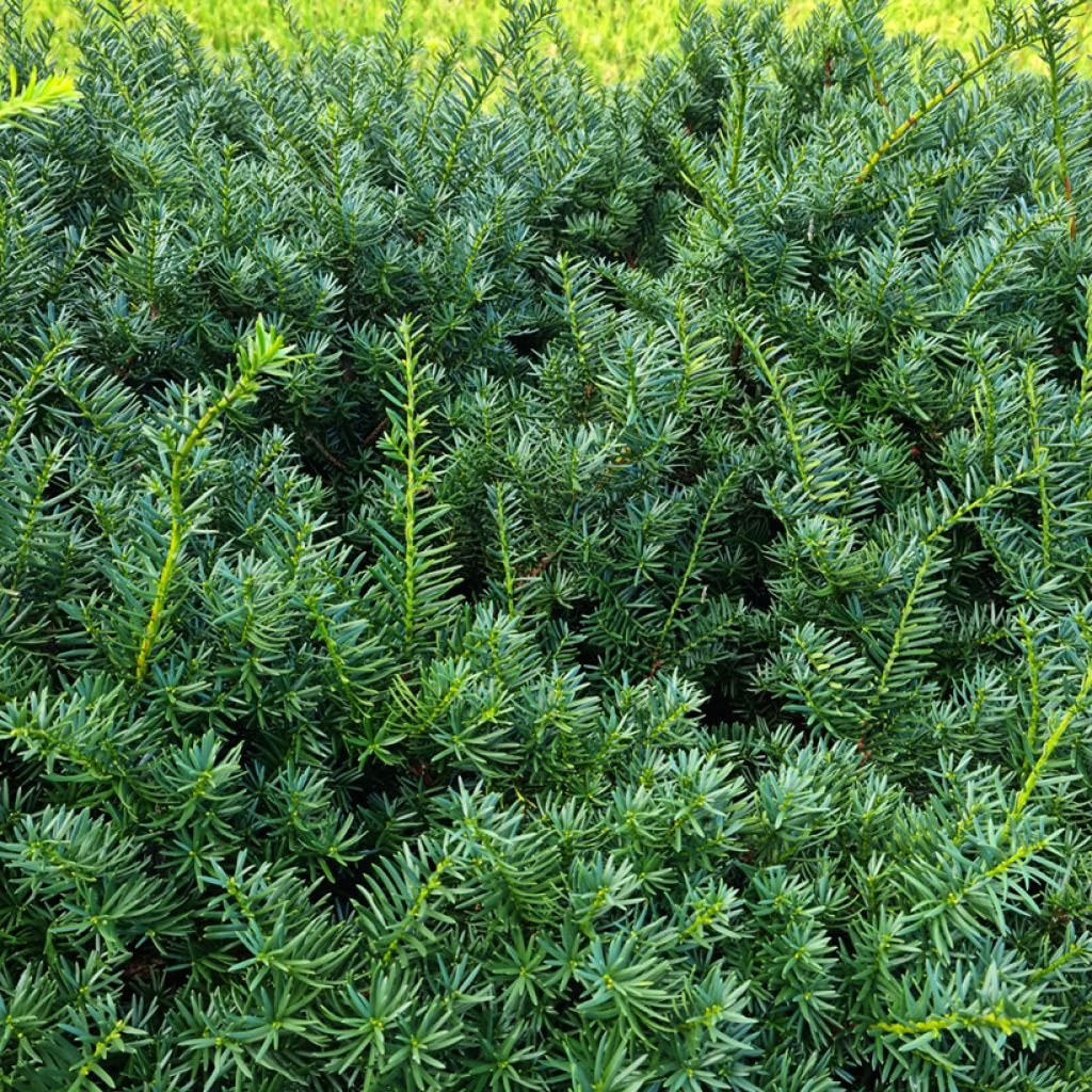 Taxus baccata - Venijnboom