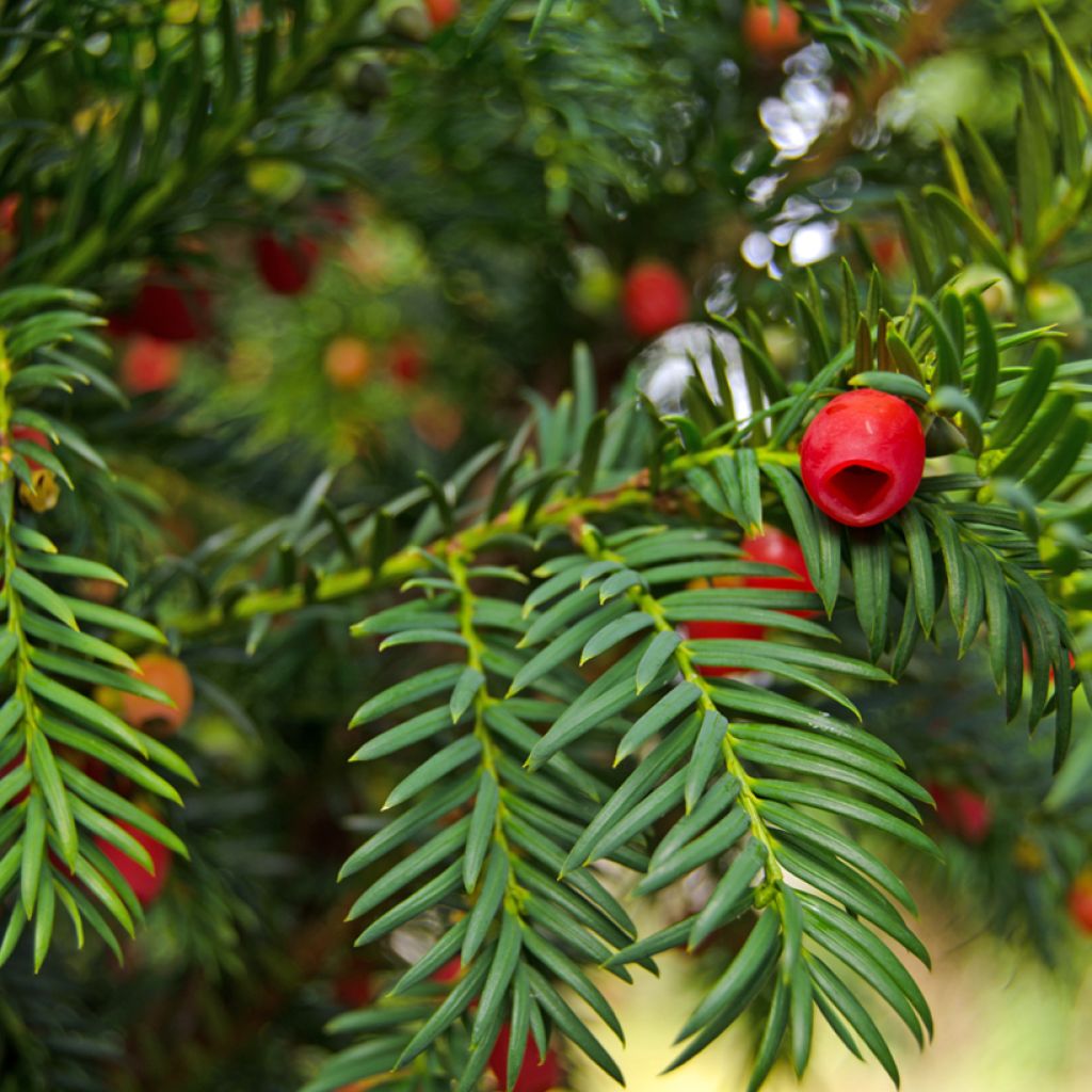 Taxus baccata - Venijnboom