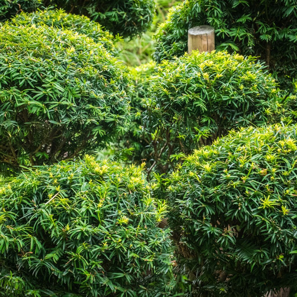 Taxus baccata - Venijnboom