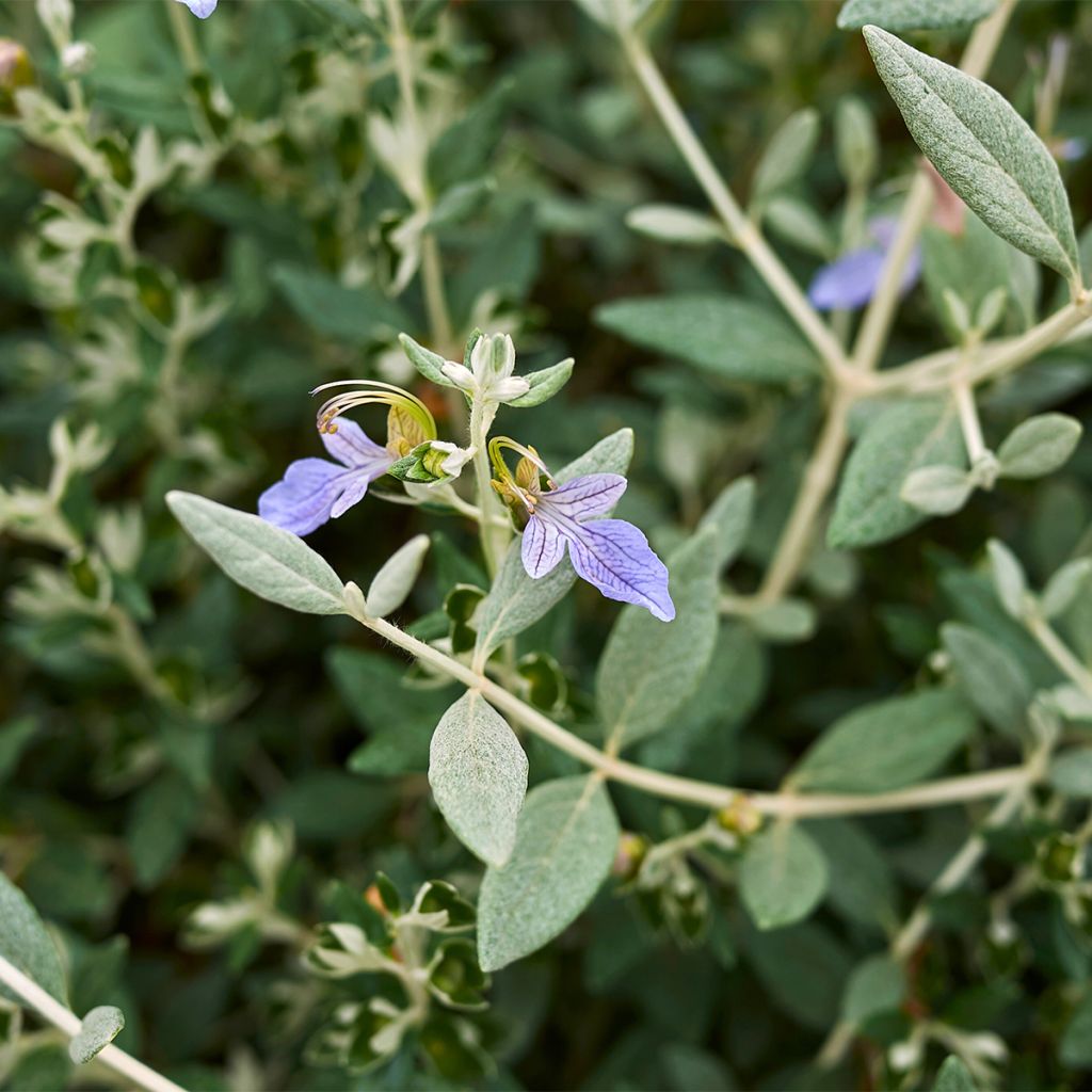 Teucrium fruticans Selection Erecta - Gamander