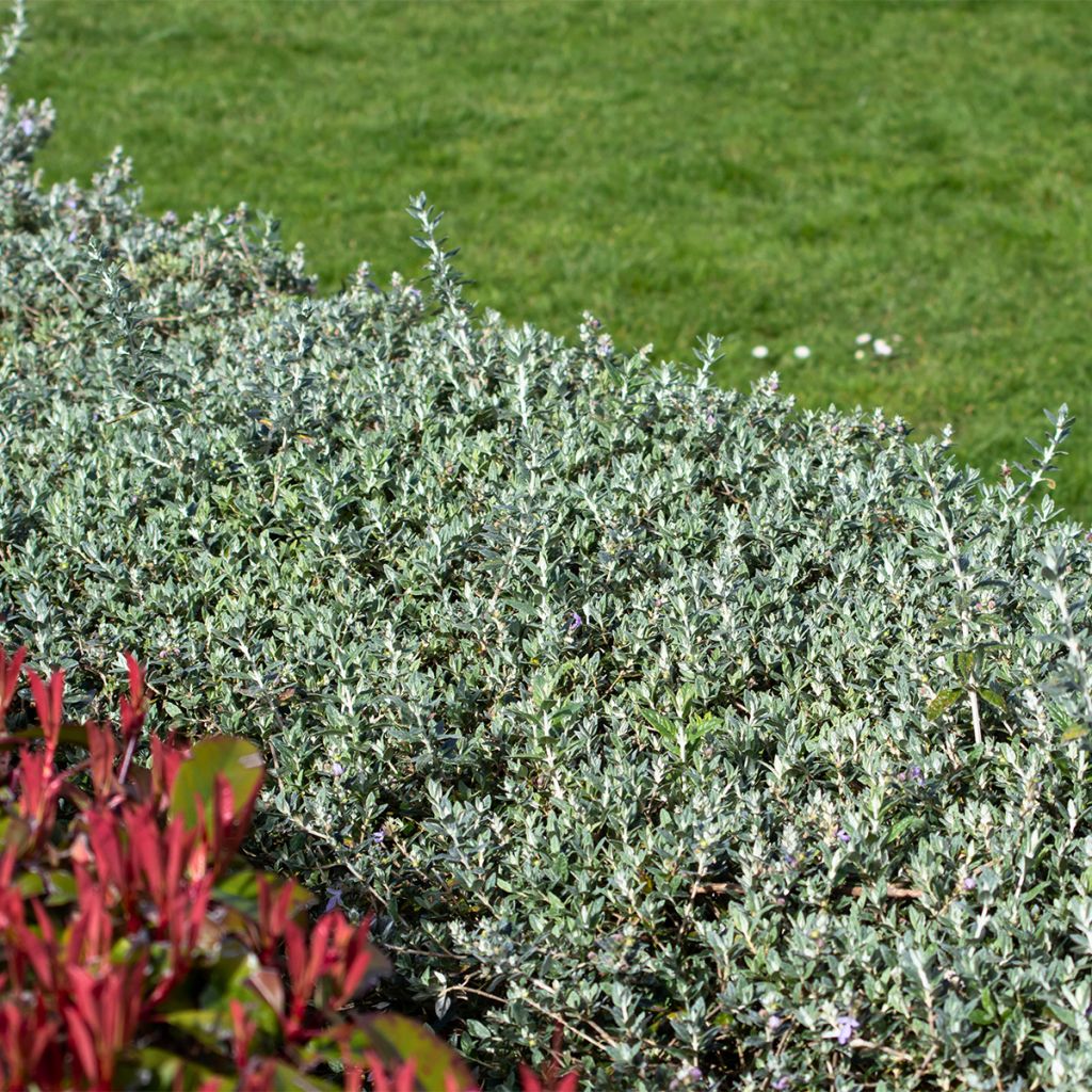 Teucrium fruticans Selection Erecta - Gamander