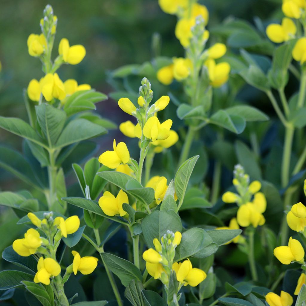 Thermopsis chinensis - Chinese boserwt