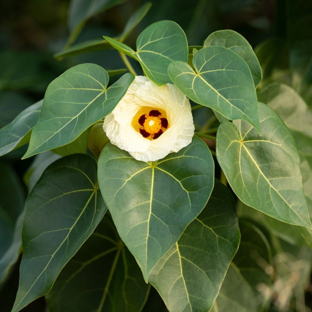 Thespesia populnea - Strandpopulier