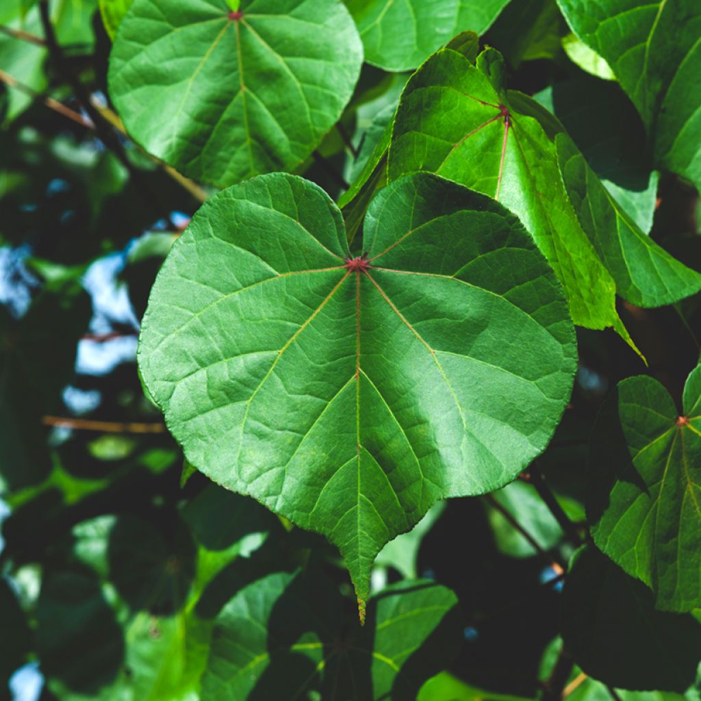 Thespesia populnea - Strandpopulier