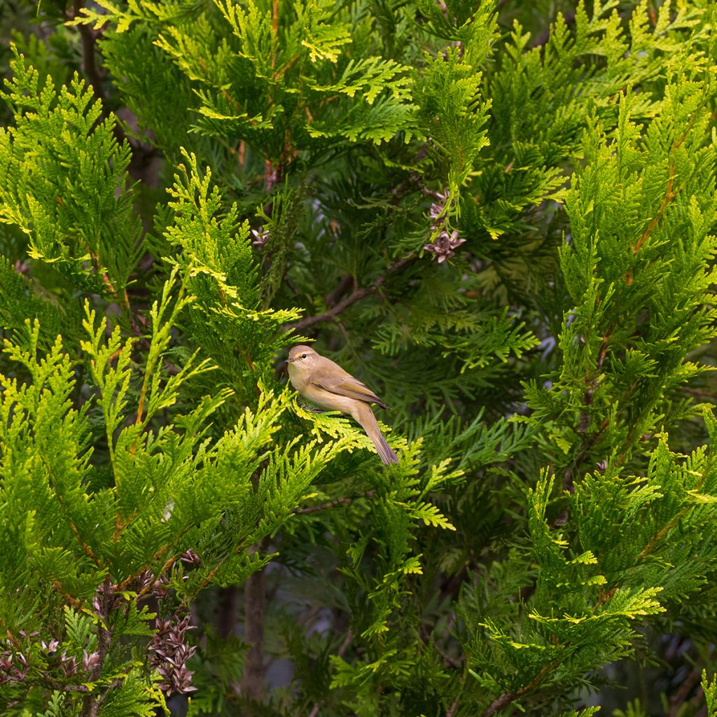 Thuja occidentalis Golden Smaragd - Westerse levensboom