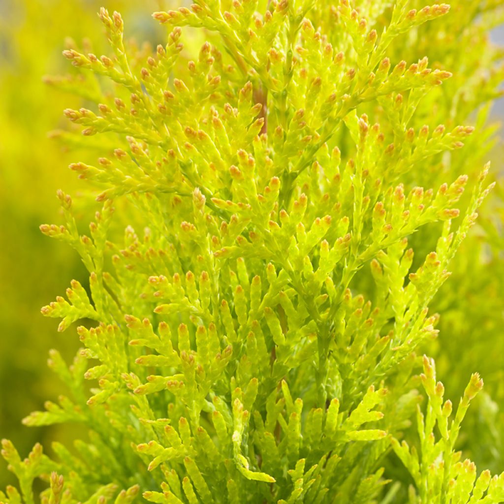 Thuja occidentalis Sunny Smaragd - Westerse levensboom
