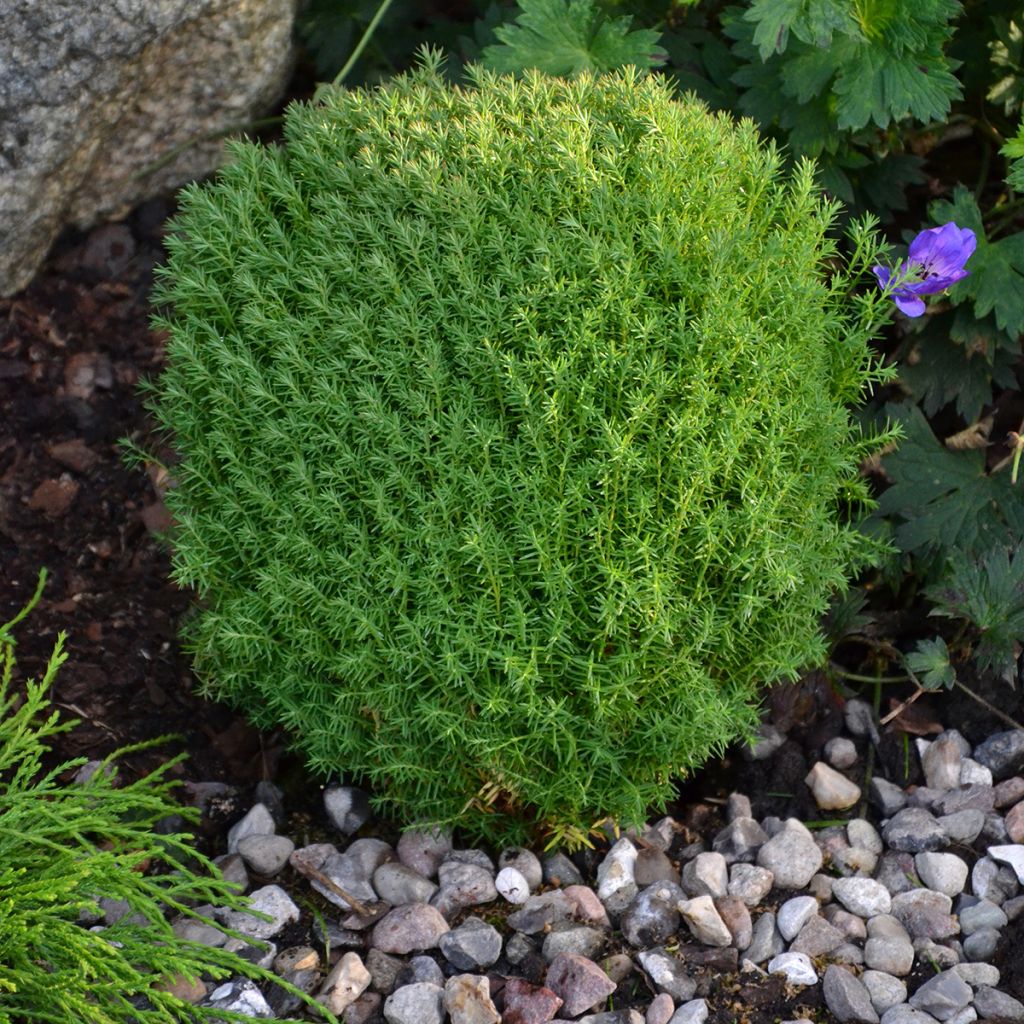 Thuja occidentalis Teddy - Westerse levensboom