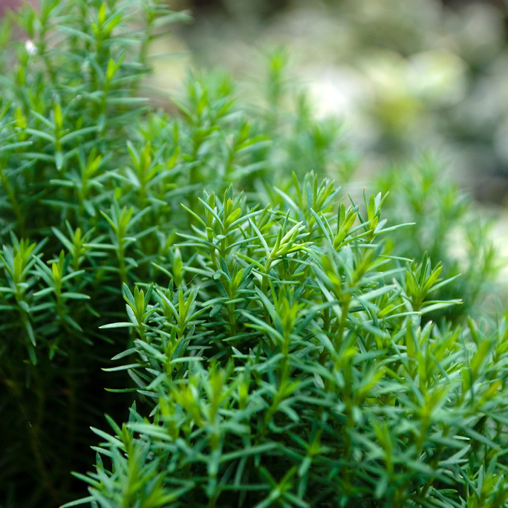Thuja occidentalis Teddy - Westerse levensboom
