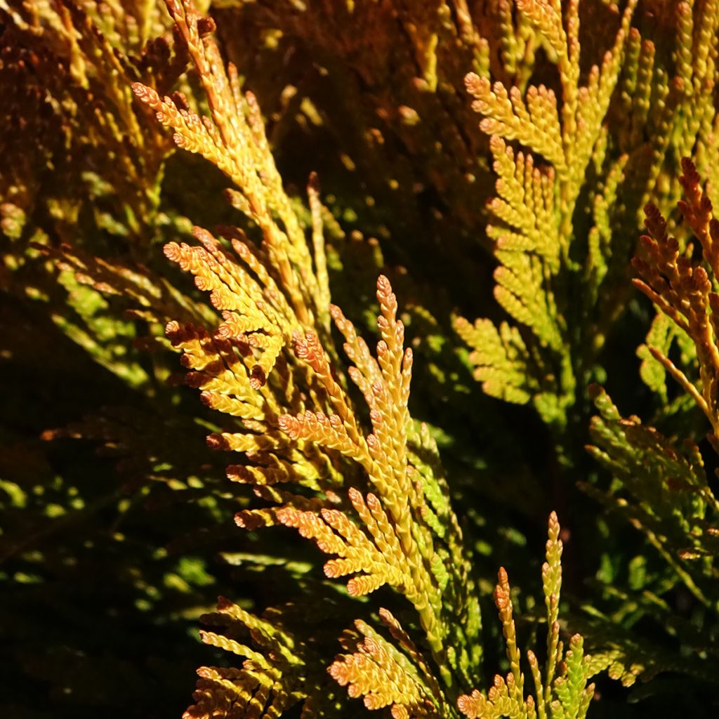 Thuja plicata 4 Ever Goldy - Reuzenlevensboom