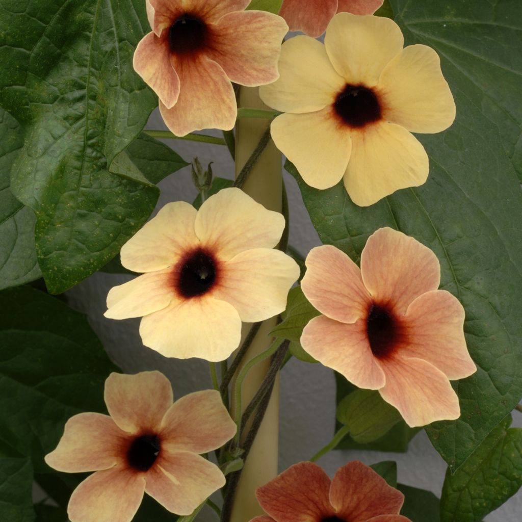 Thunbergia alata African Sunset (zaad) - Suzanne-met-de-mooie-ogen