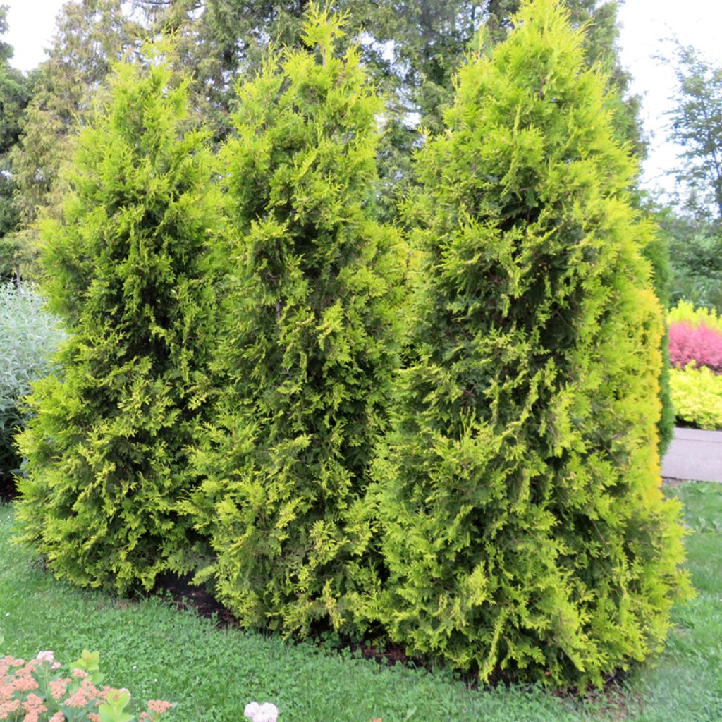 Thuja occidentalis Golden Brabant - Westerse levensboom