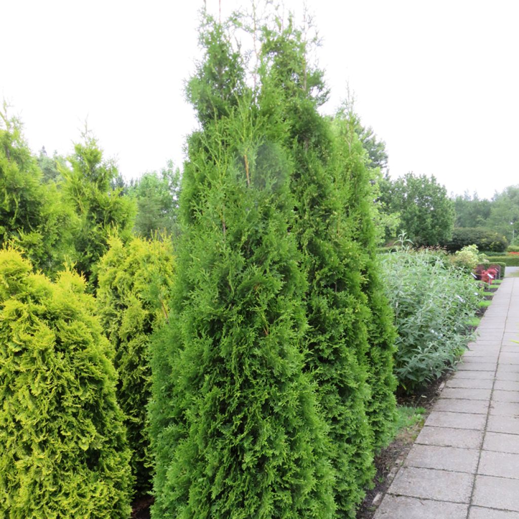 Thuja occidentalis King of Brabant - Westerse levensboom