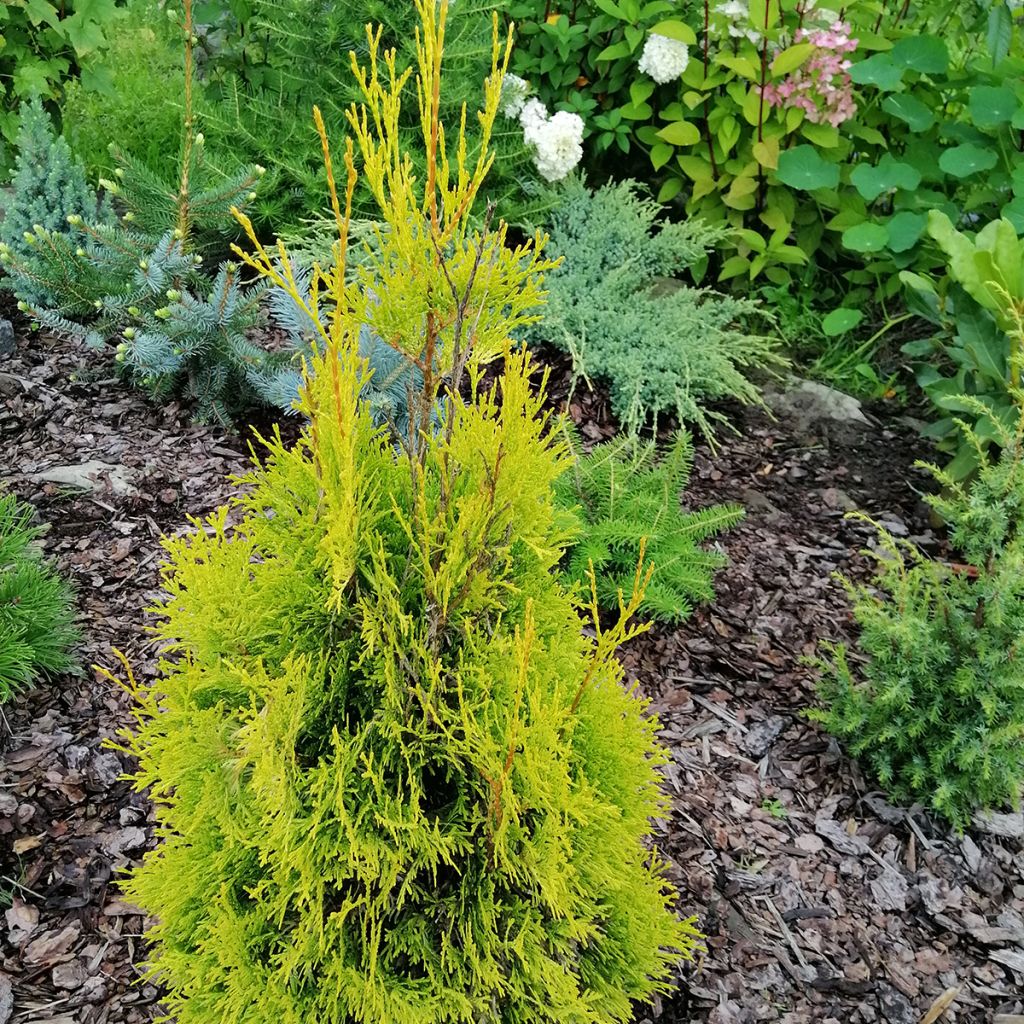 Thuja occidentalis Malonyana Aurea - Westerse levensboom