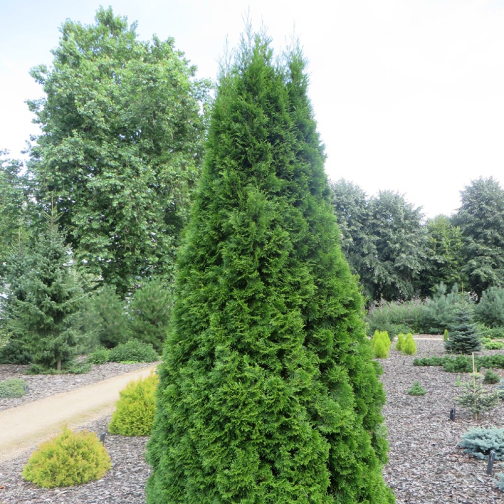 Thuja occidentalis Pyramidalis Compacta - Westerse levensboom