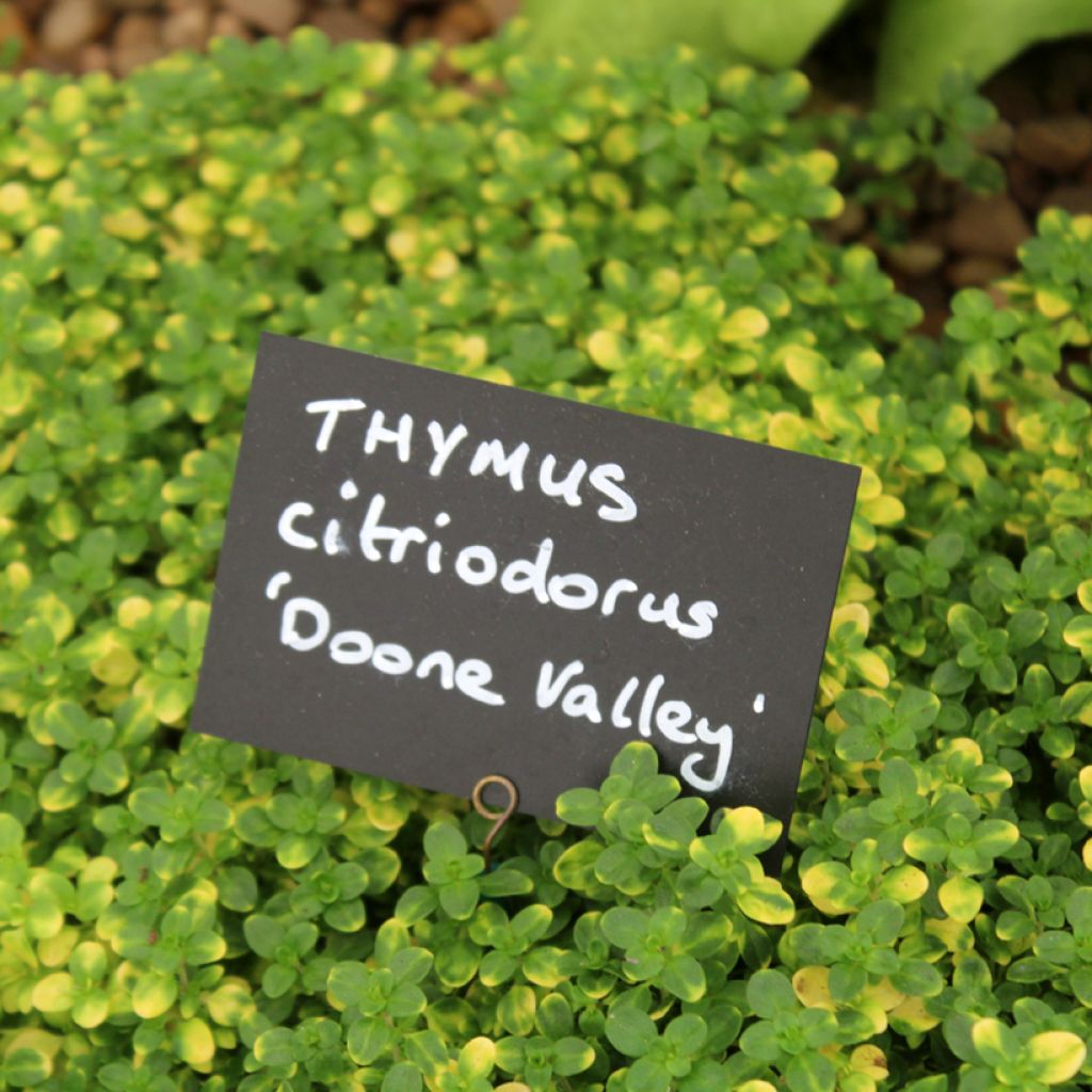 Thymus citriodorus Doone Valley - Citroentijm